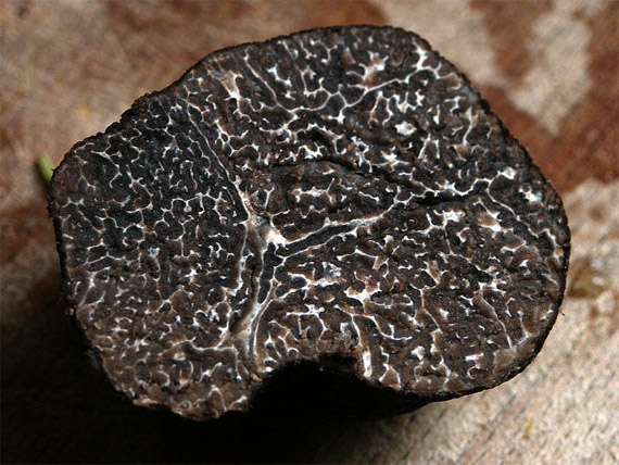 Les secrets aromatiques de la truffe noire du Périgord sont inscrits dans sa génétique